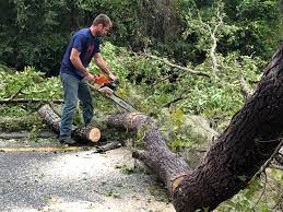 Best Tree Risk Assessment  in Parker, CO