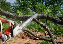  Parker, CO Tree Care Pros