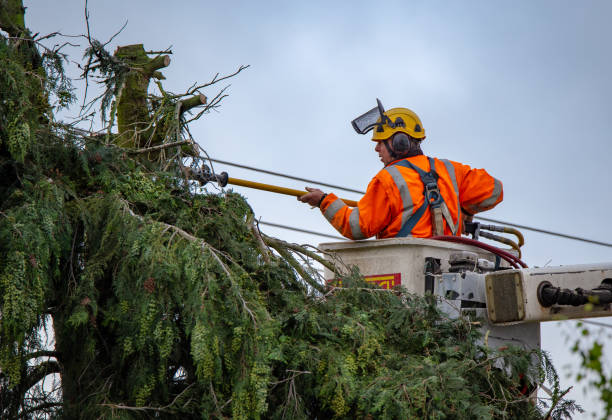 Best Tree and Shrub Care  in Parker, CO