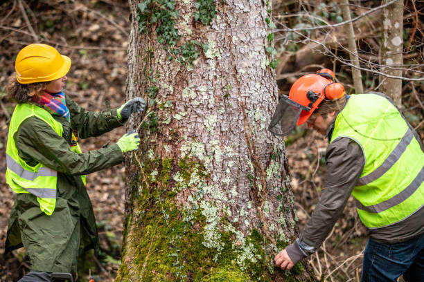 How Our Tree Care Process Works  in  Parker, CO